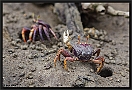 Purple Fiddler Crab, Uca tangeri Location: Tanji, the Gambia purple Fiddler Crab MG 6712 kopie